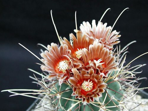 cactus flowers plants