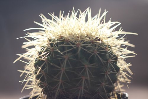 cactus  desert  plants arid