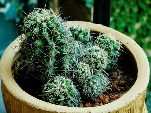 cactus cacti plant