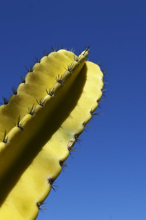 cactus  cactu  nature