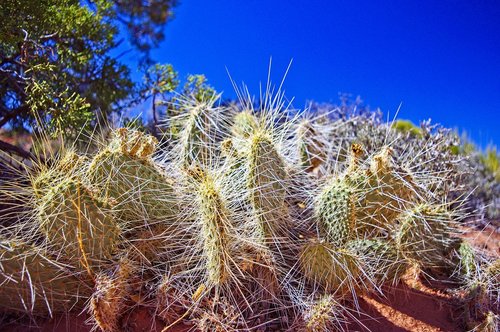 cactus  succulent  nature