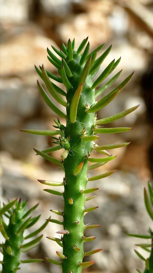 cactus  plant  mediterranean