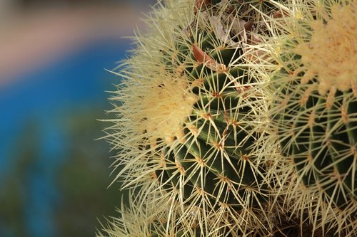 cactus  prickly  plant