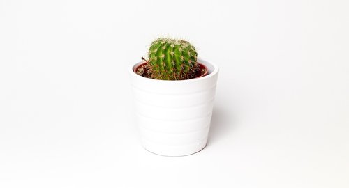 cactus  white  green