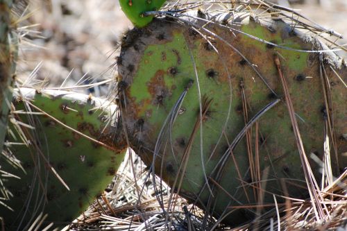 cactus torrey pines spikes