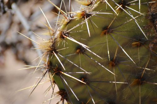 cactus torrey pines spikes