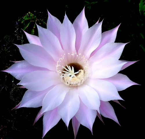 cactus flower nature