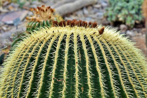 cactus  mother in law chair  prickly