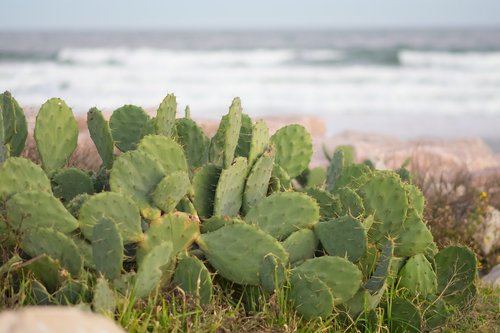cactus  beach  nature