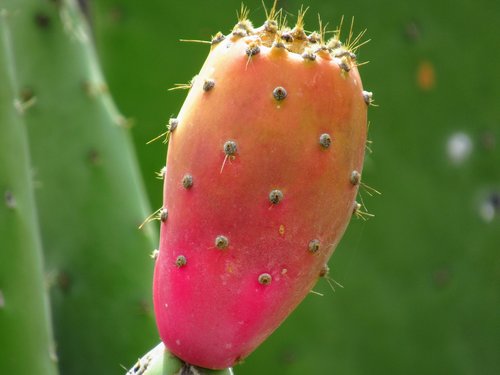 cactus  tenerife  plant