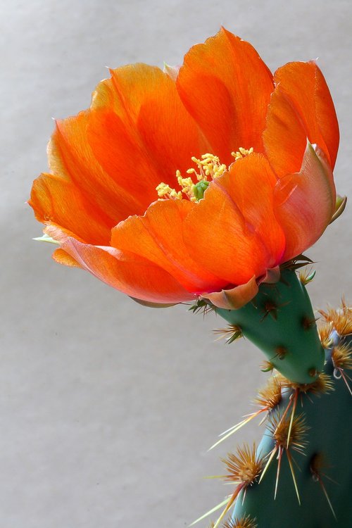 cactus  opuntia  flower