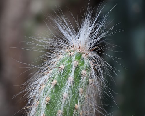 cactus  tropics  hair