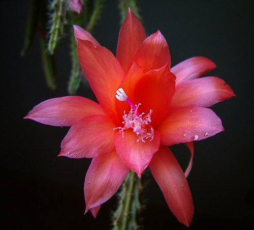 cactus  cacti  red