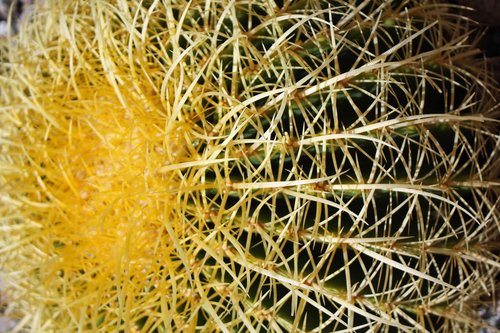 cactus  desert  needles