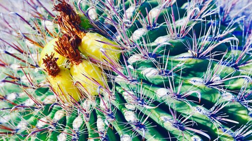 cactus  desert  plant