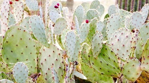 cactus  succulent  blossom