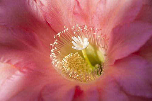 cactus  echinopsis  cactaceae