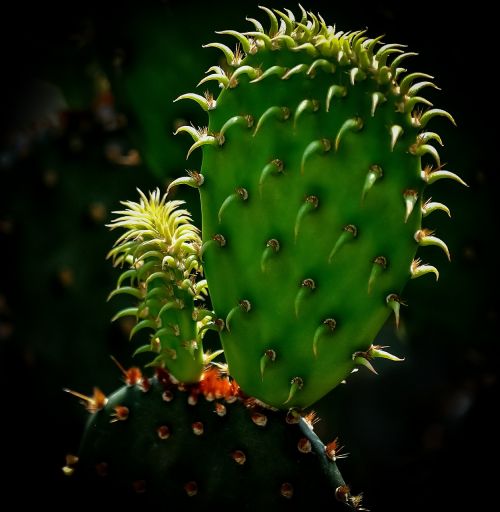 cactus green nature