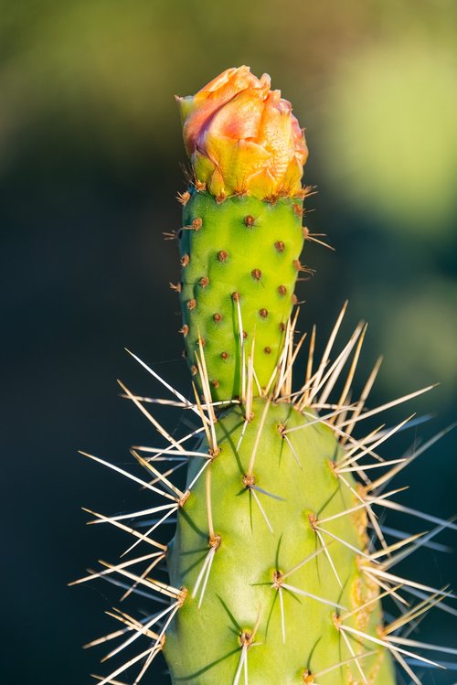 cactus  prickly pear  flower