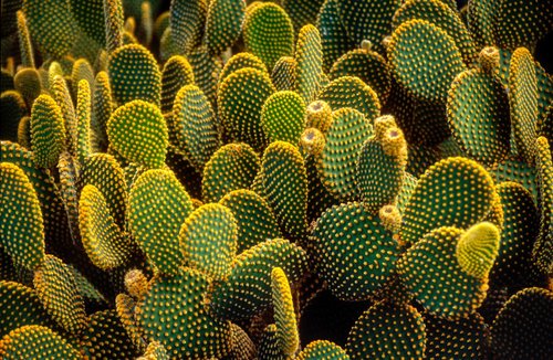 cactus  plant  exotic