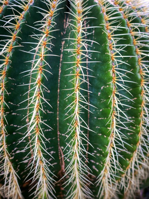cactus  plant  exotic