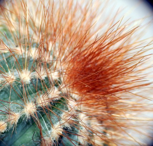cactus  prickles  plant