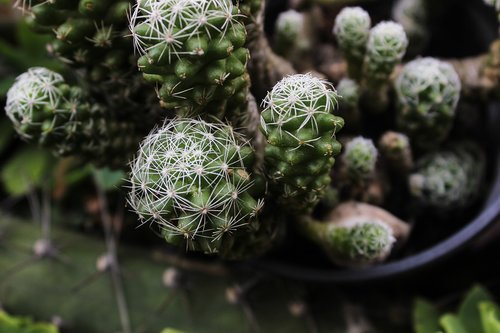 cactus  spina  plant