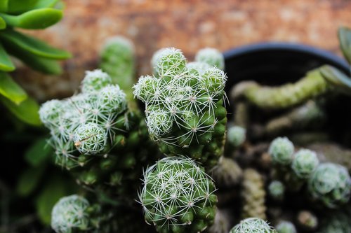 cactus  spina  plant