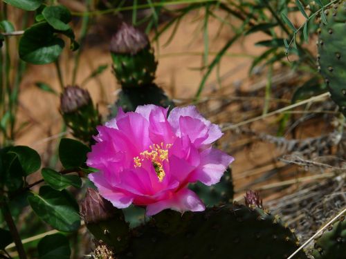 cactus blossom bloom