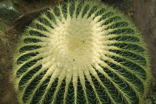 cactus  nature  botanical