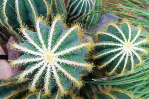 cactus  nature  plant
