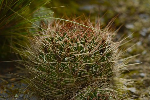 cactus  nature  plant