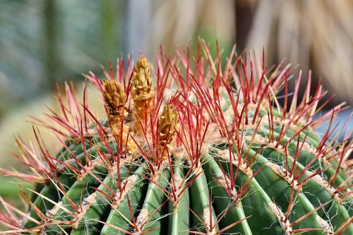 cactus  prickly  desert plant
