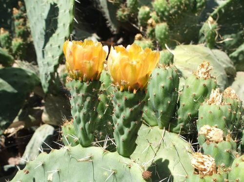 cactus cactus blossom plant