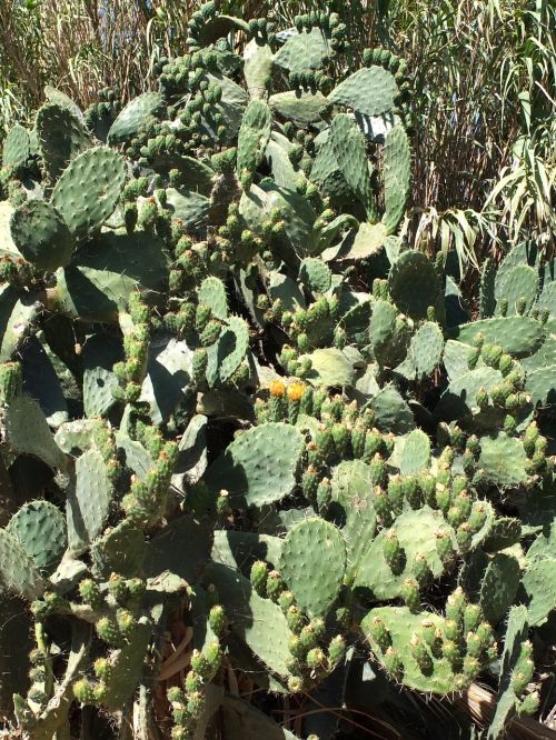 cactus plant sting