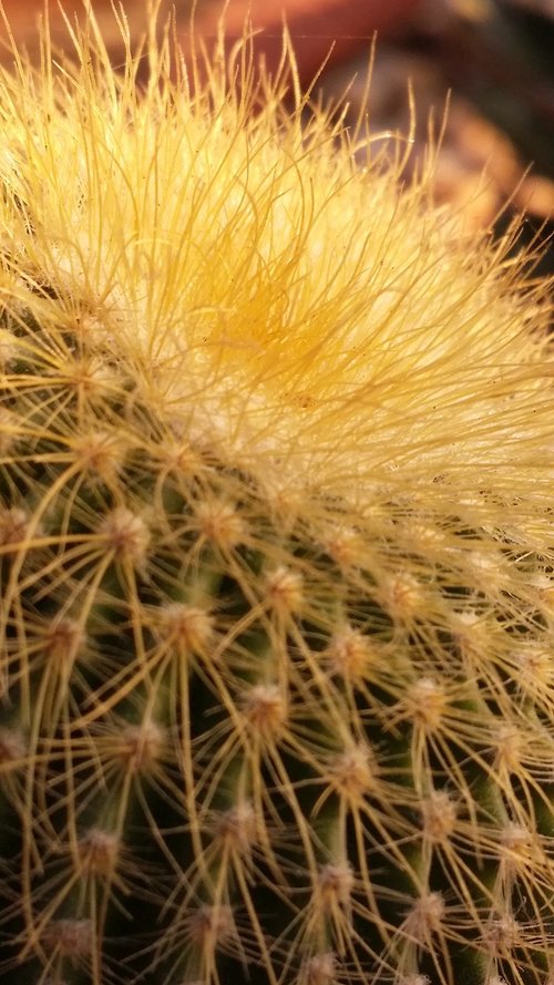 cactus  plant  desert