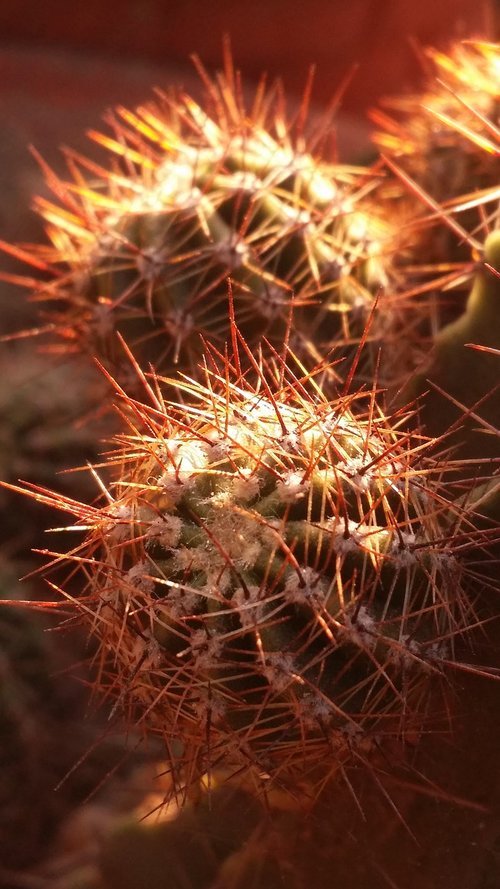 cactus  plant  cacti