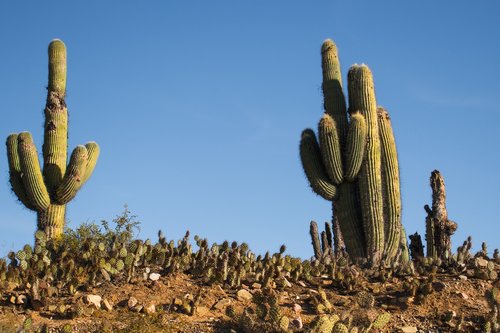 cactus  sky  stones