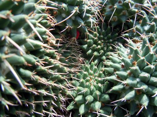 cactus spur plant