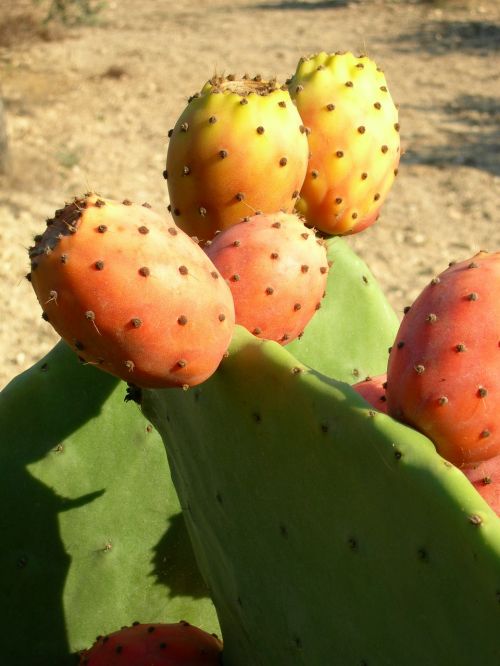 cactus plant fruit