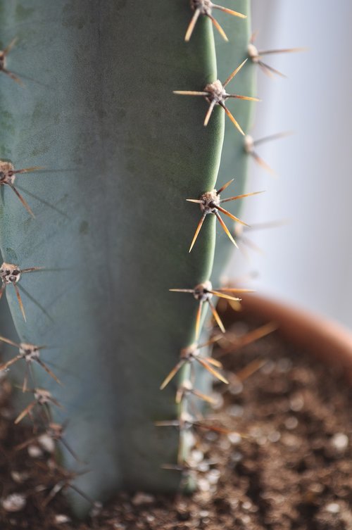 cactus  thorns  plants