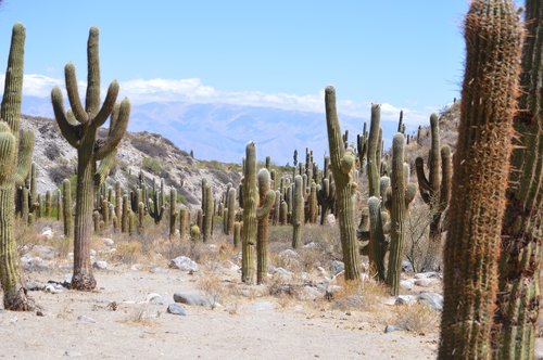 cactus  flower  arid