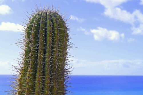 cactus  spur  prickly