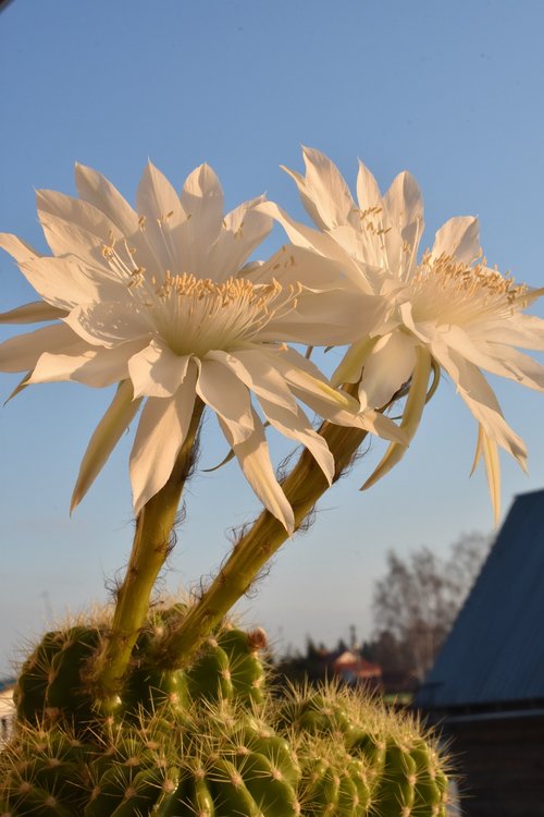 cactus  bloom  flowers