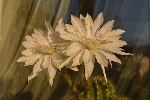 cactus  bloom  flowers