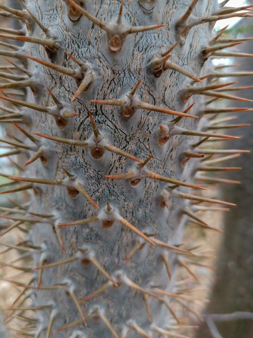 cactus  nature  texture