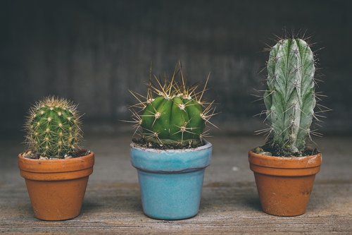 cactus  prickly  desert plant