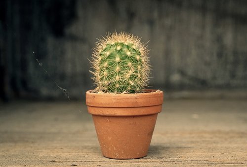 cactus  pot  green