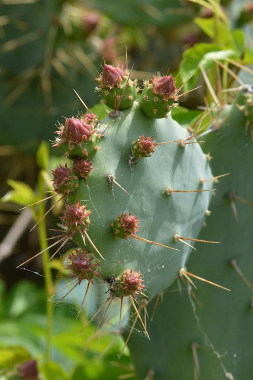 cactus  nature  green