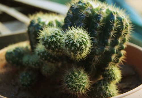 cactus  plant  circles